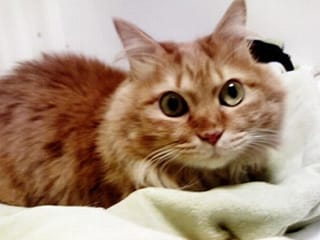 雑種ネコのにゃか
