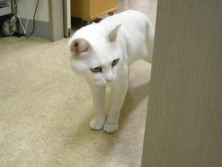 雑種ネコのオハナ